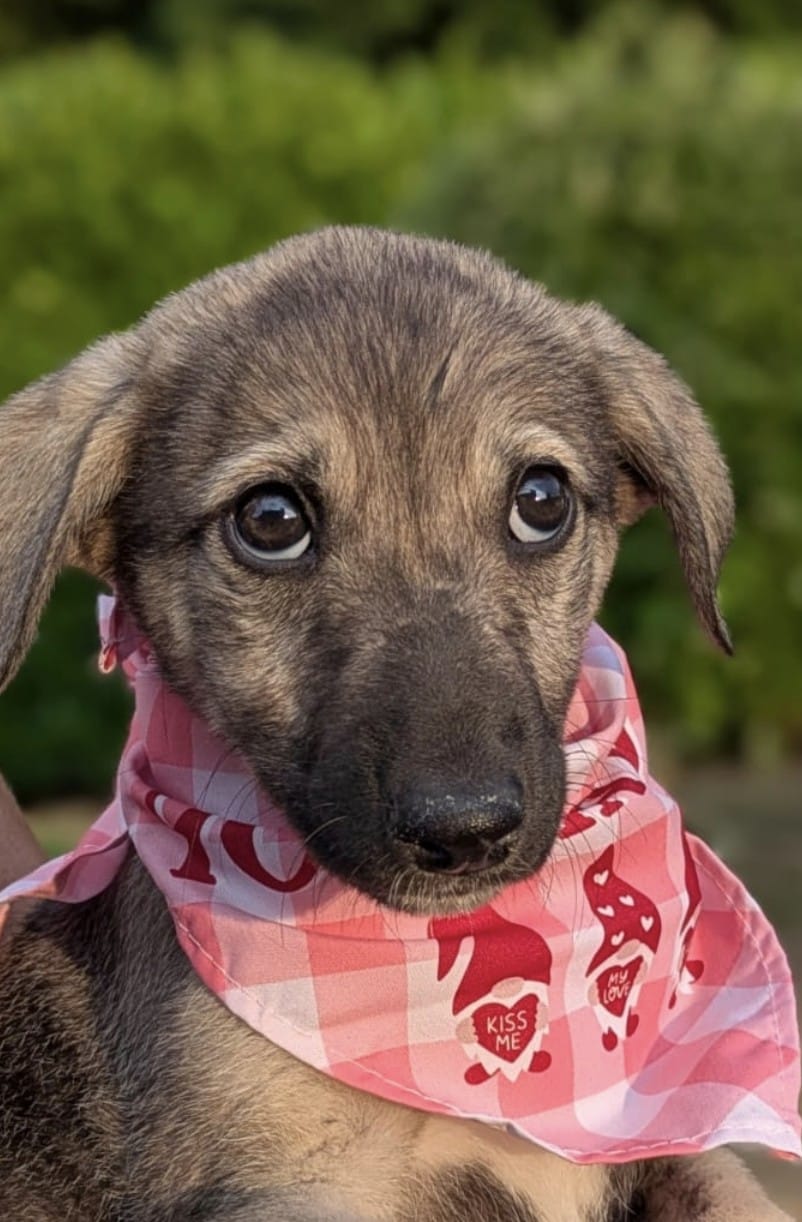 A rescued dog from K9 Rescue Cork